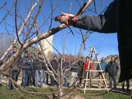 El IRTA organiza la III Jornada Fructícola de Ascó de transferencia de conocimientos al sector primario